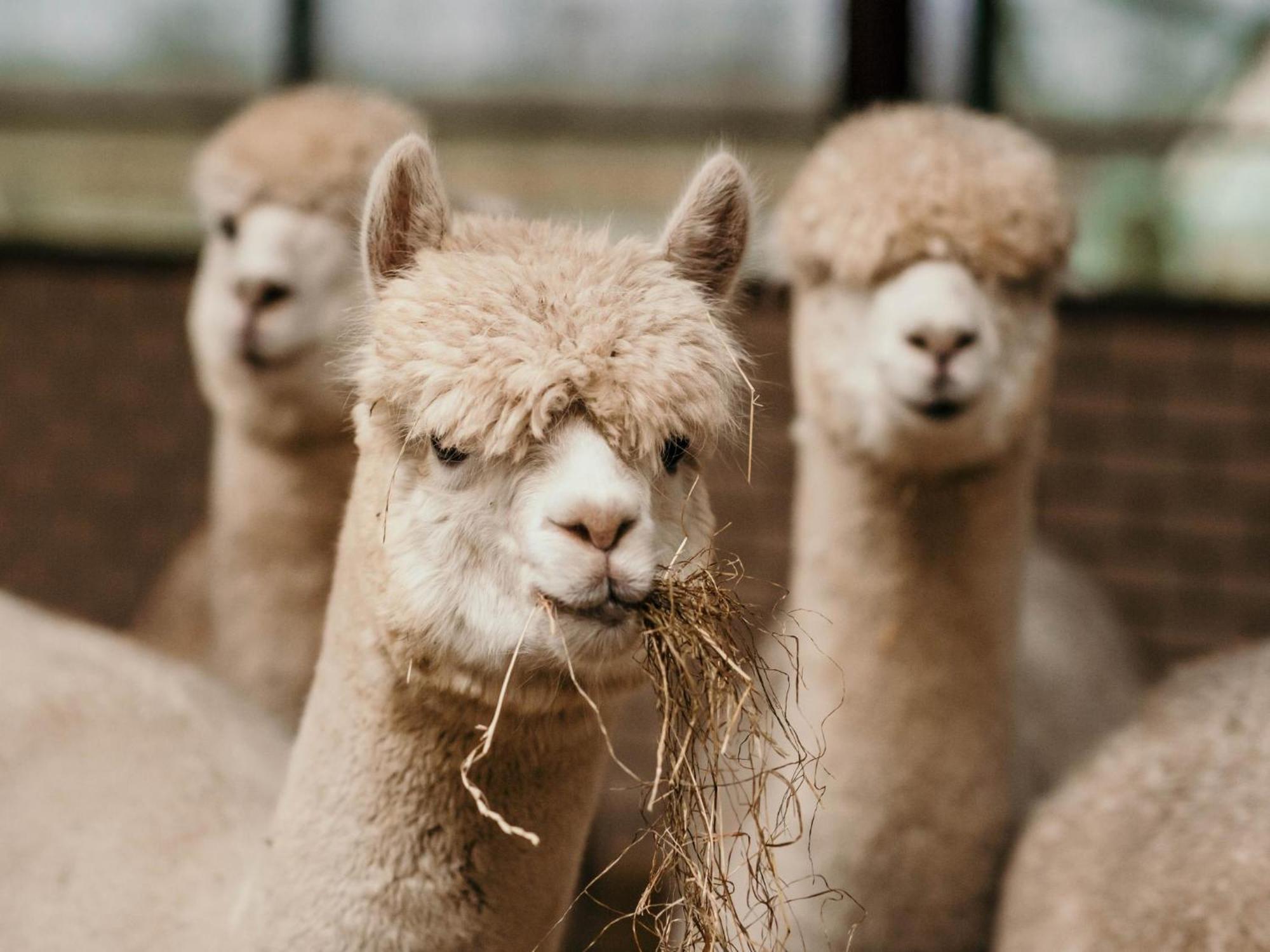 Alpacafarm Vorstenbosch Eksteriør bilde