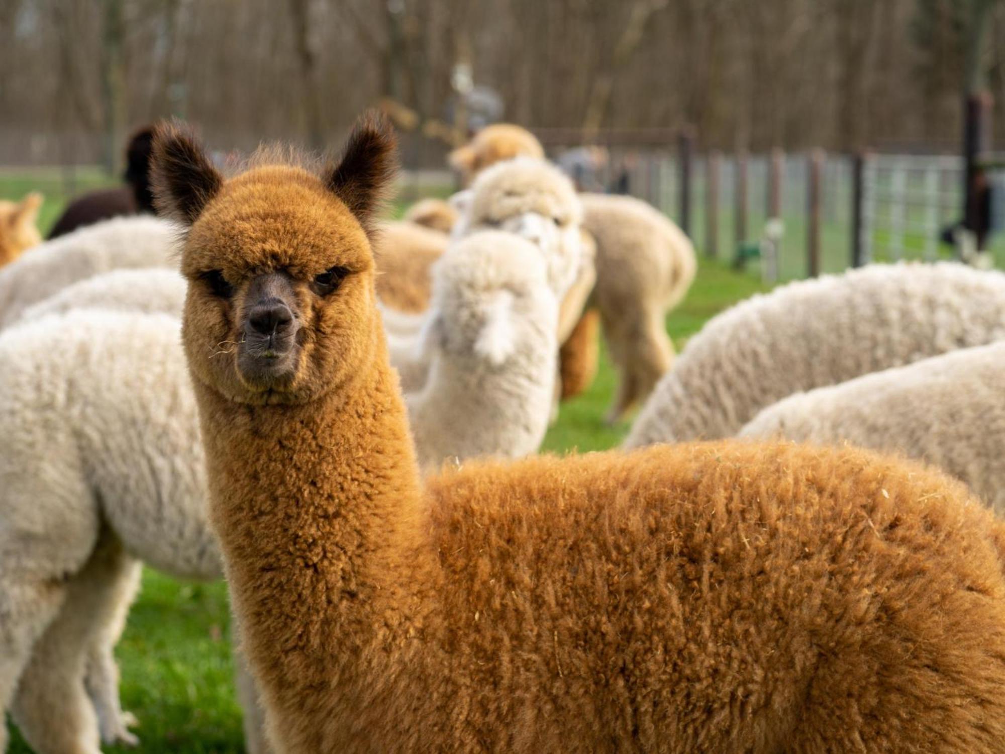 Alpacafarm Vorstenbosch Eksteriør bilde