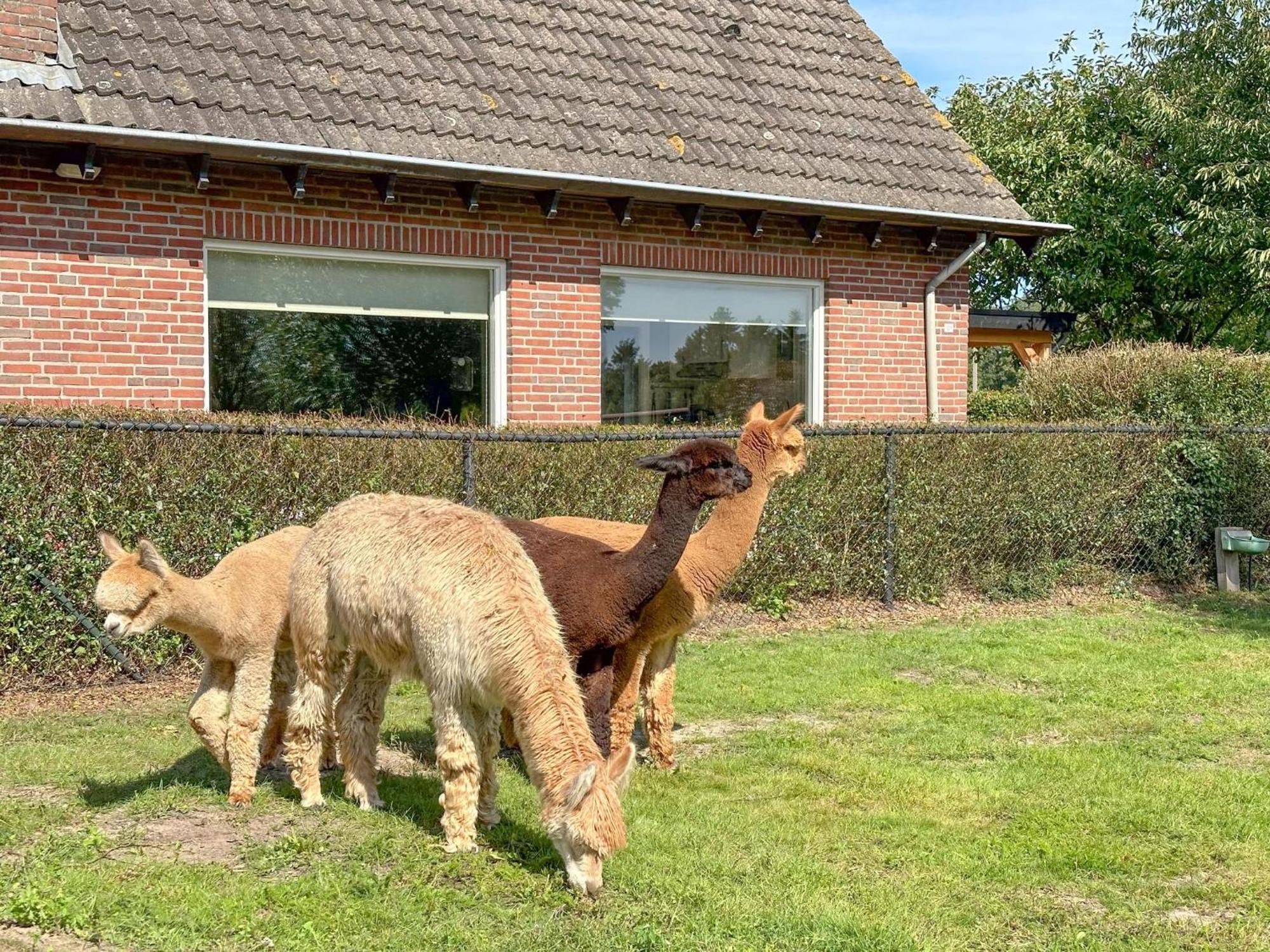 Alpacafarm Vorstenbosch Eksteriør bilde