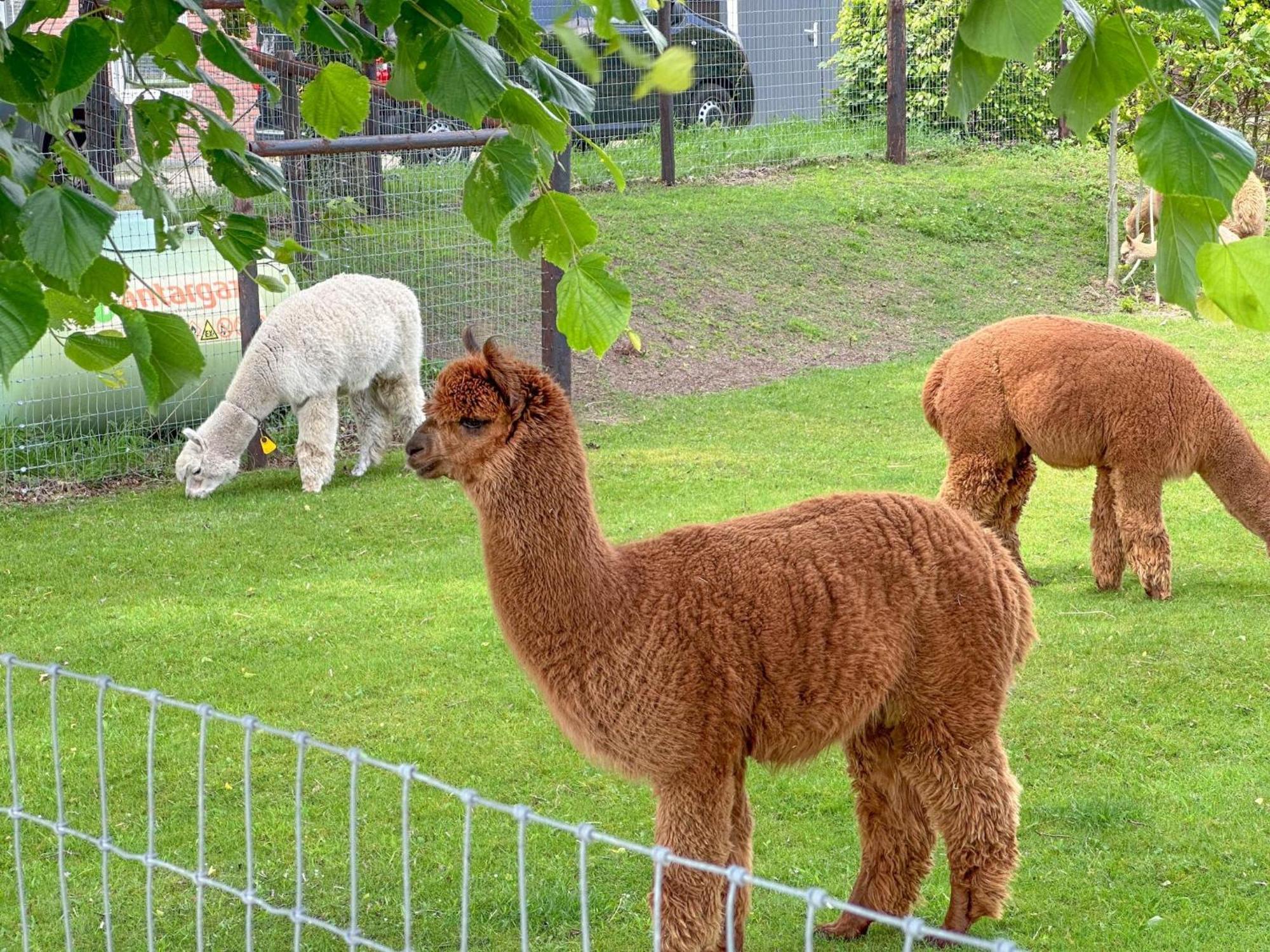 Alpacafarm Vorstenbosch Eksteriør bilde