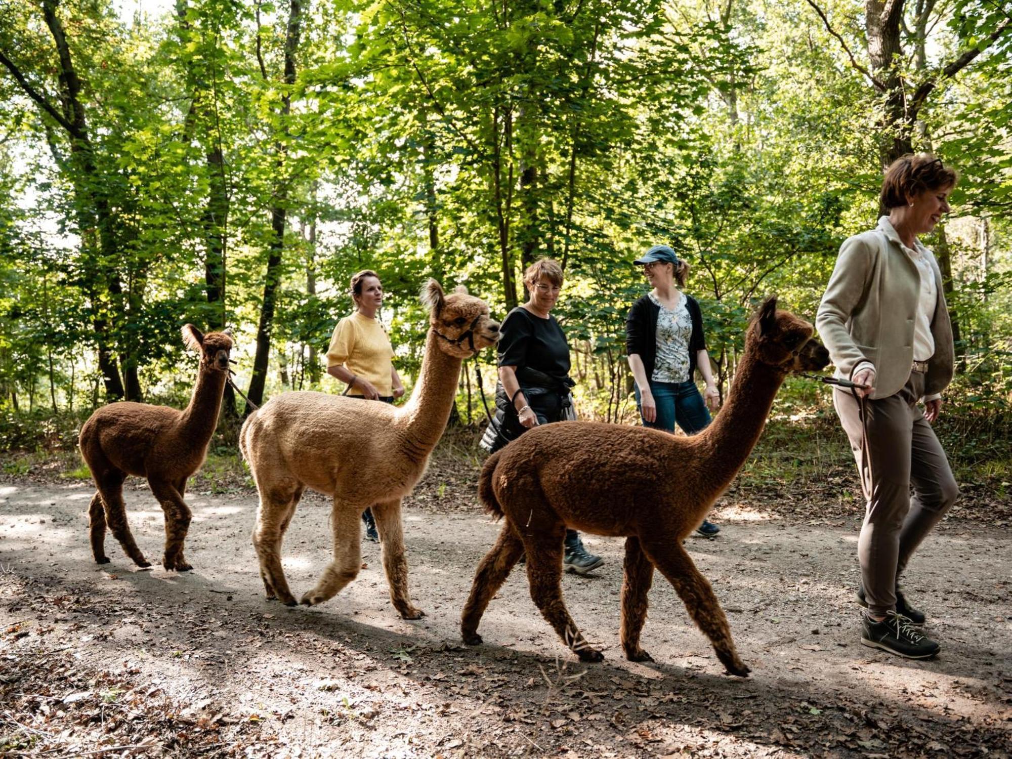 Alpacafarm Vorstenbosch Eksteriør bilde